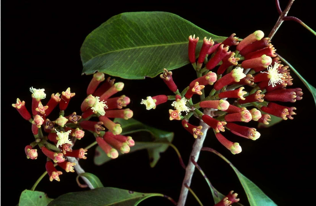 Boutons floraux de clou de girofle sur le giroflier