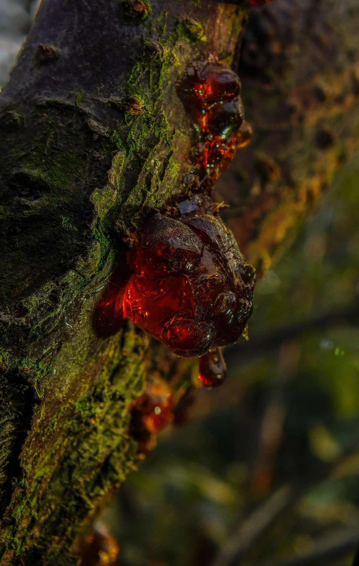 Résine d'ambre naturelle sur écorce d'arbre