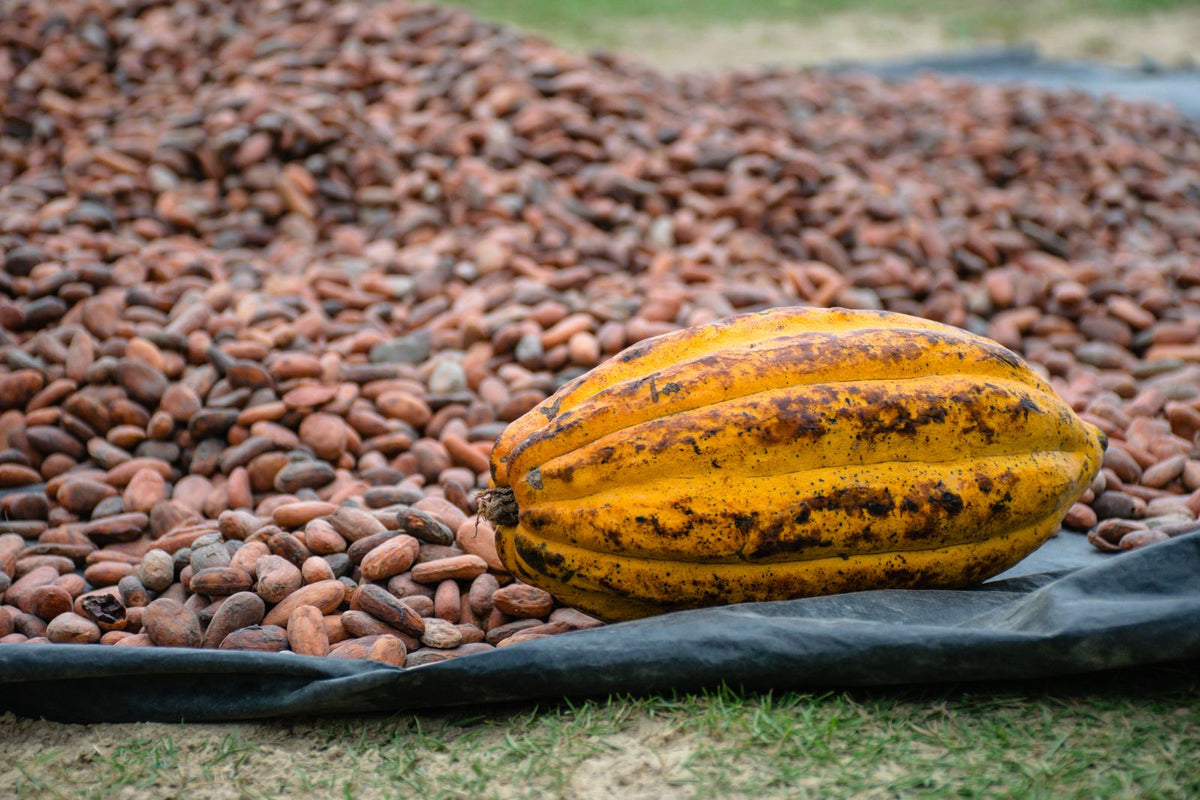 Cabosse de cacao et fèves brutes en train de sécher